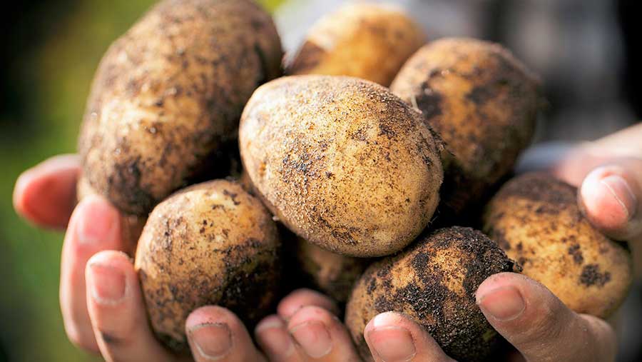 La forma de conservar la patata puede hacerlas más saludables