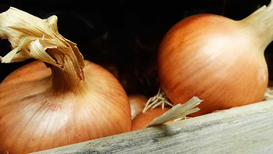 La cebolla, una gran aliada para nuestra salud