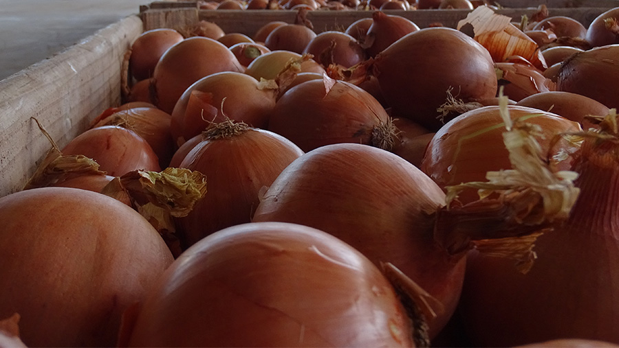 4 características o estado óptimo de la cebolla para ser almacenada en cámaras frigoríficas