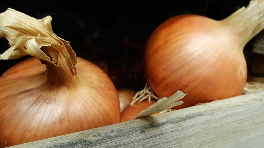 La Cebolla (Allium cepa L.): centro de origen, diversificación e historia de su cultivo