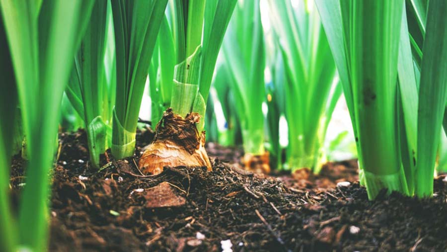 El futuro del sector agrícola español