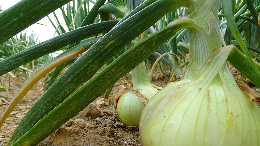 9 de septiembre: Día Mundial de la Agricultura | Ferroice®