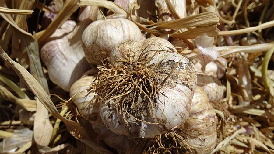 La importancia del ajo y la cebolla en la economía de Castilla-La Mancha