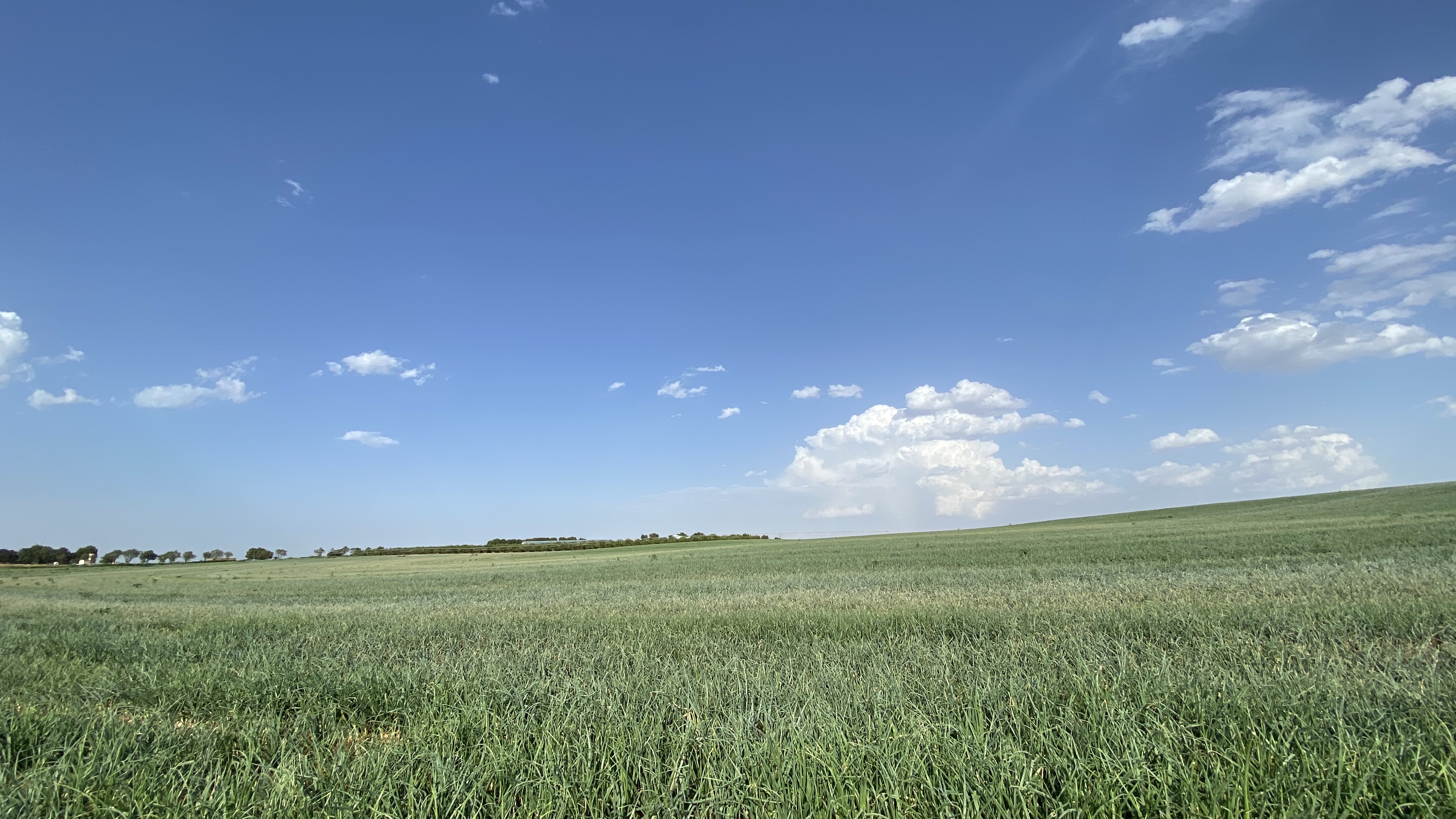 Campo de cebollas en Albacete España