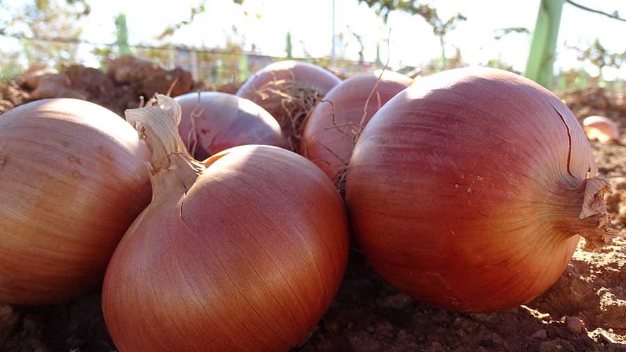 Imagen-Interior-La-Cebolla-(Allium-cepa-L.)--centro-de-origen,-diversificación-e-historia-de-su-cultivo