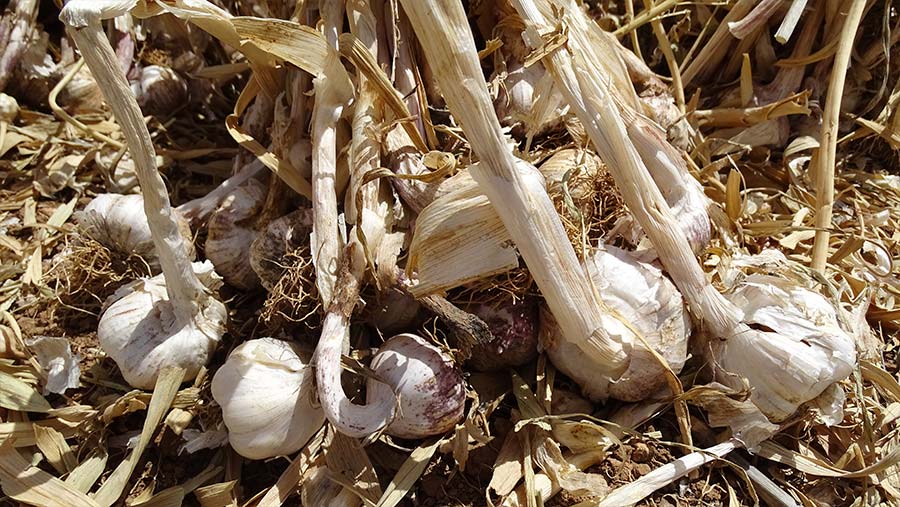 a campaña del ajo 2020 en Castilla-La Mancha es sinónimo de normalidad Imagen Interior Uno