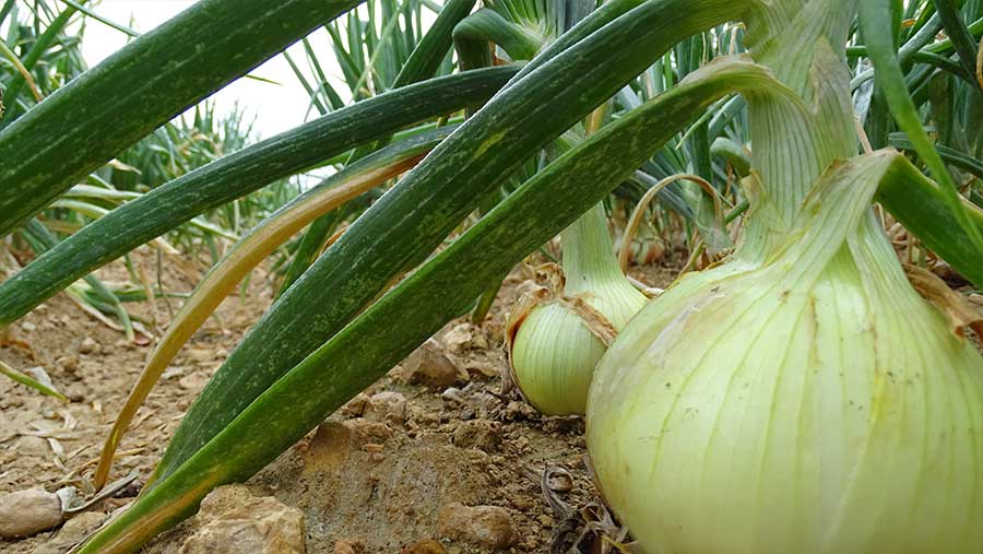 Cebolla en el campo