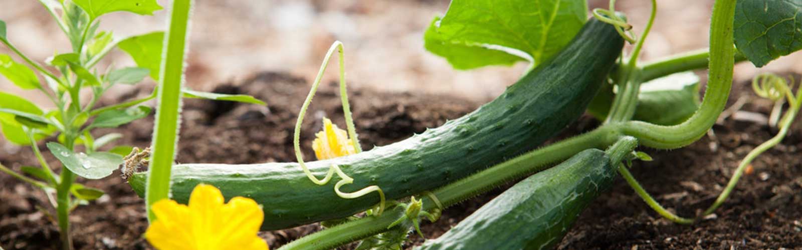 ¿Por qué es importante comer verduras? Imagen 2