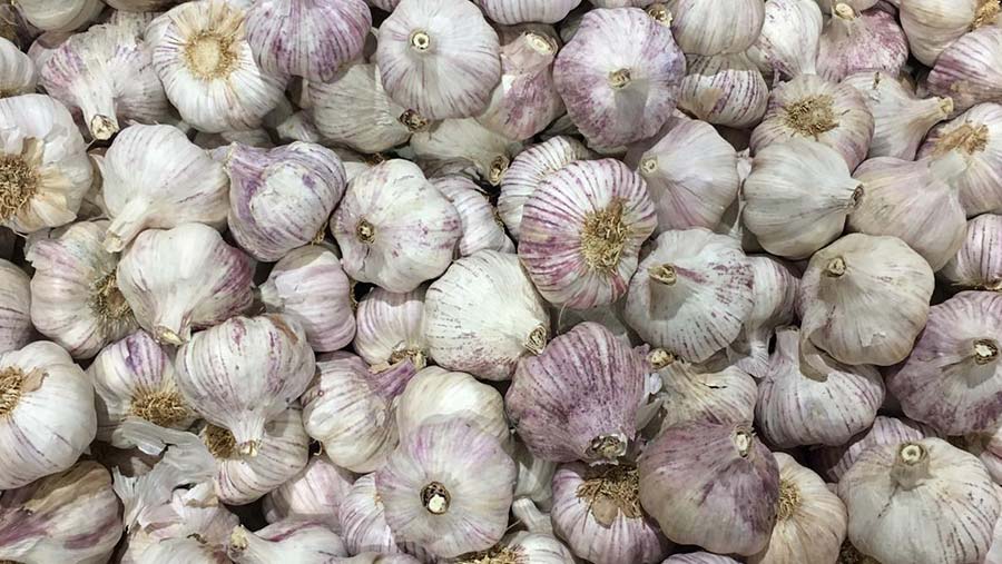 Bulbos Del Ajo En La Prensa De La Tabla De Cortar Y De Ajo Foto de