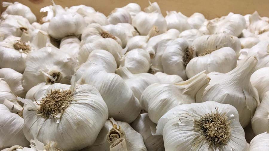 Bulbos Del Ajo En La Prensa De La Tabla De Cortar Y De Ajo Foto de